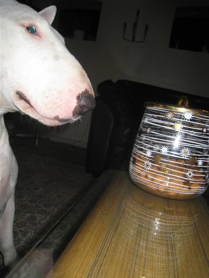 Bullterrier Zezza - Zezza´s elskede pebernødder ;) billede 7