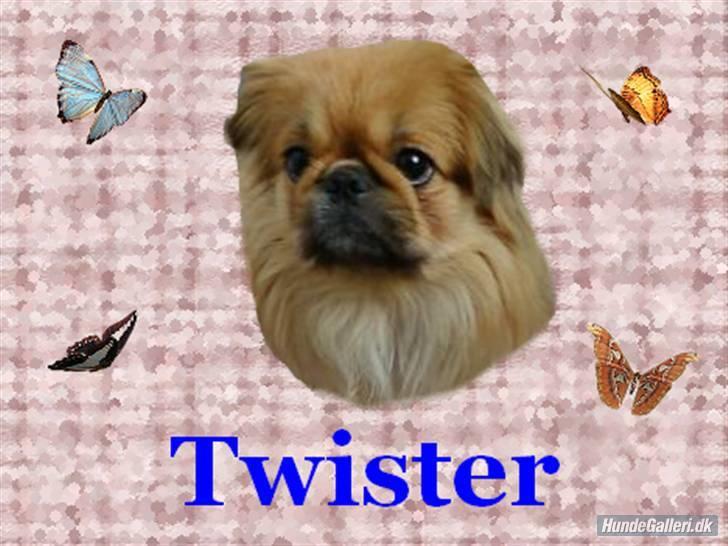 Pekingeser Twister billede 19