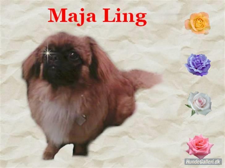 Pekingeser Maja Ling billede 16