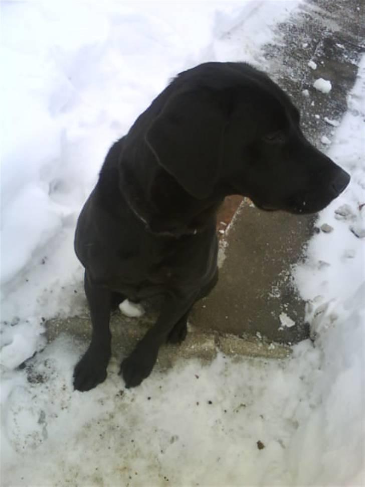 Labrador retriever Berry Wallstreet  billede 12