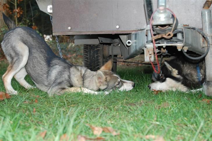 Siberian husky apissorq hansa of edwin - skal vi lege? tiden skulle gå med noget i Holland billede 10