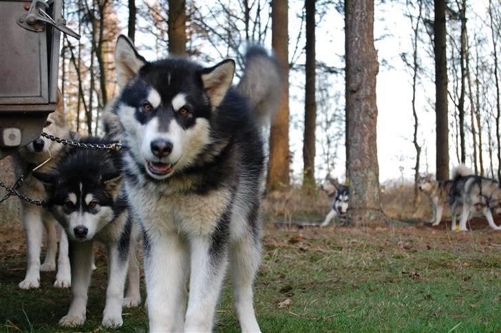 Alaskan malamute Achililleus - 9½ mdr gammel og en super trækhund billede 20