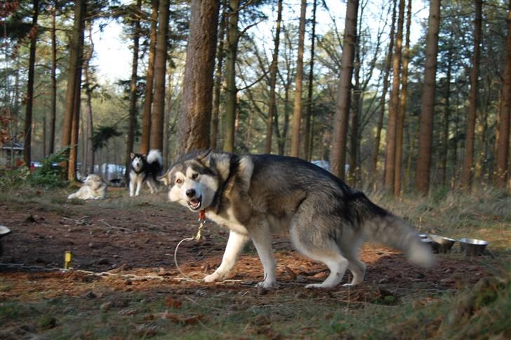 Alaskan malamute alaskans-miqila Kenya - Kenya i stakeout i Holland billede 9