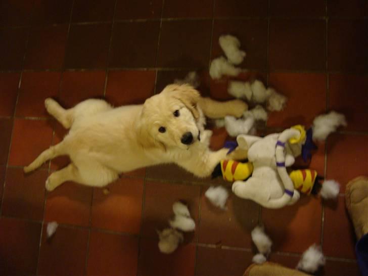 Golden retriever Thomsen - ja, når nu kattene ikke gider lege!!!!!! billede 1