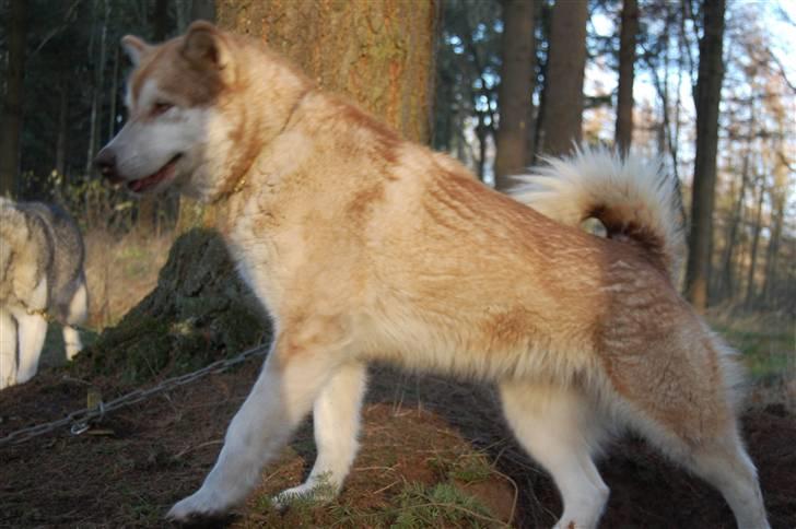 Alaskan malamute eagleeyed love over gold - holland 2009 E.M billede 19
