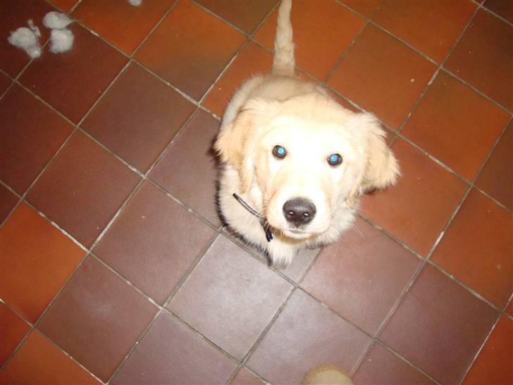 Golden retriever Thomsen - slip bare godbiden!!! billede 2