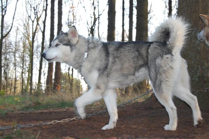 Alaskan malamute Hesra billede 8