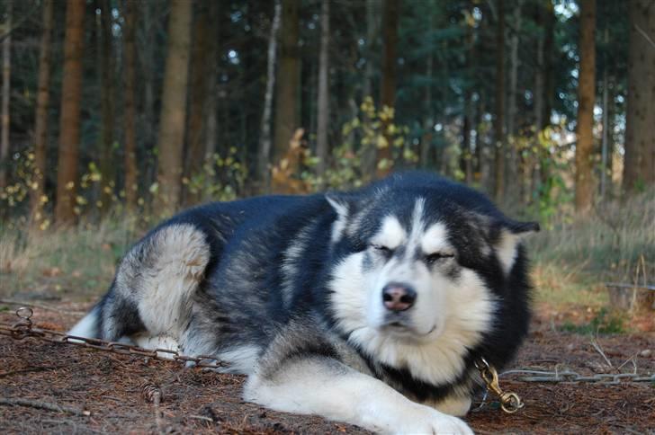 Alaskan malamute Cato - hårdt at være til em løb i Holland billede 9