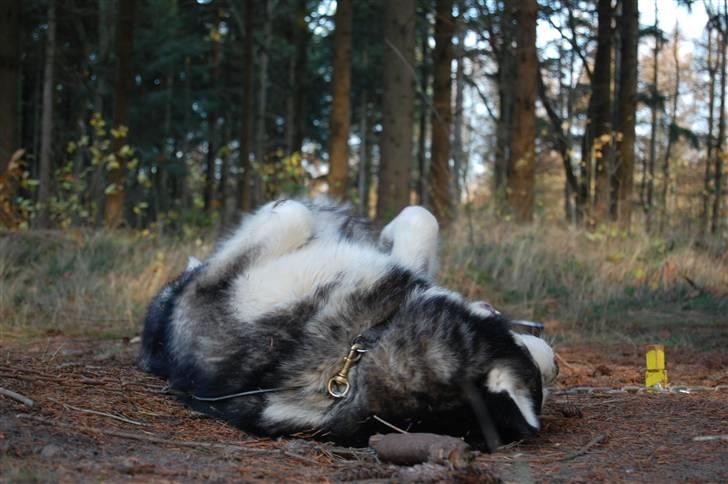 Alaskan malamute Cato billede 10