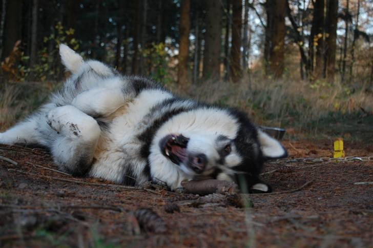 Alaskan malamute Cato billede 11