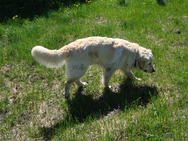 Golden retriever Thomsen - Stilhed før storm!!!!! billede 5