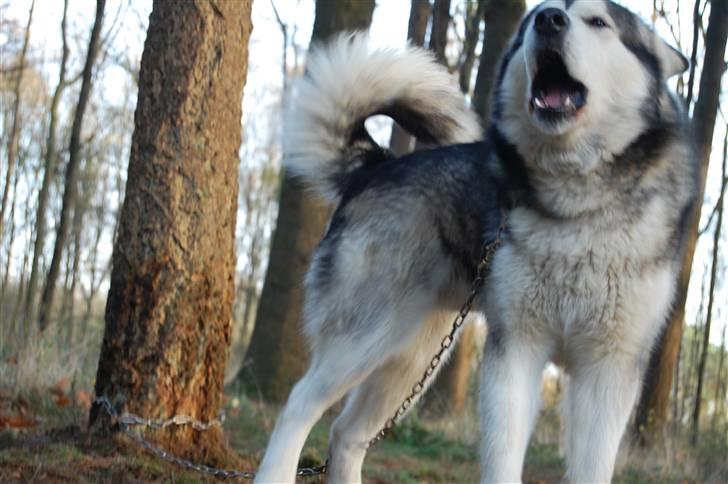 Alaskan malamute alaskans-miqila mr tumnus billede 2
