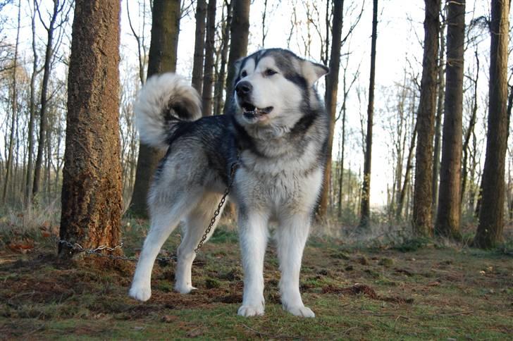 Alaskan malamute alaskans-miqila mr tumnus billede 3