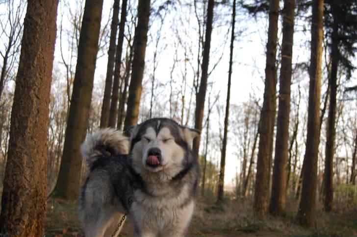 Alaskan malamute alaskans-miqila mr tumnus billede 4
