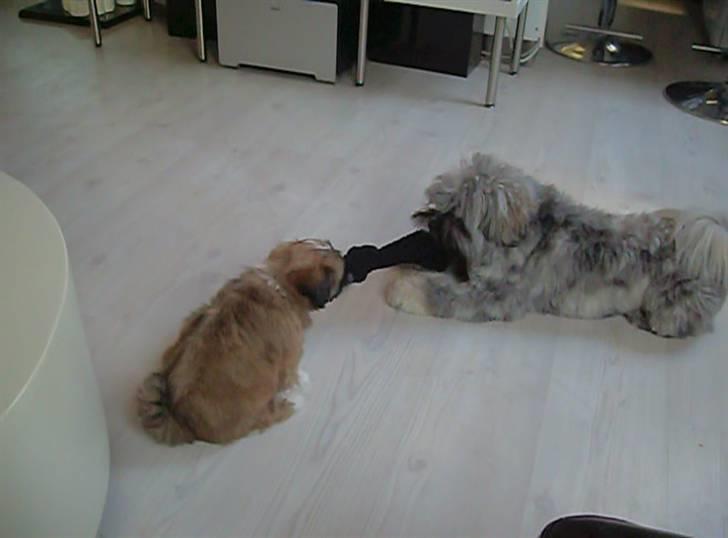 Lhasa apso Ozzy billede 8