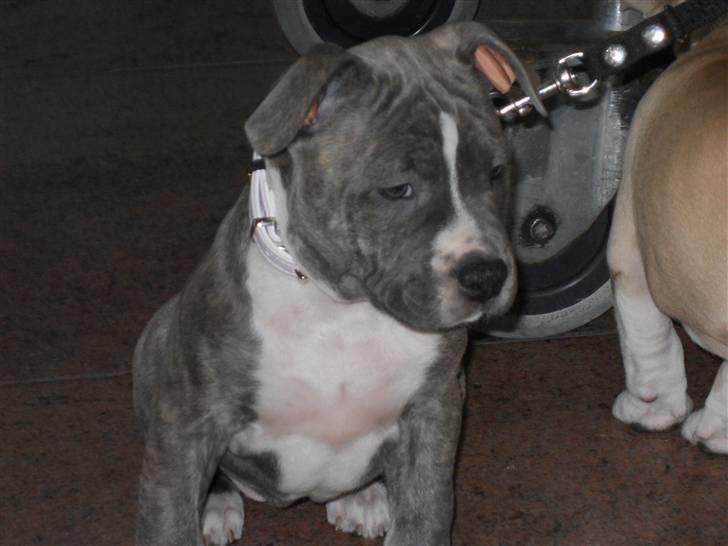 Amerikansk staffordshire terrier India - Indi i lufthavnen i belgien inden flyveturen hjem billede 1