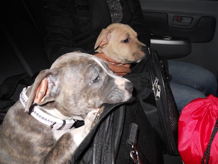 Amerikansk staffordshire terrier India - Indi og hendes søster Isabel vi er på vej til lufthavnen i belgien. billede 2