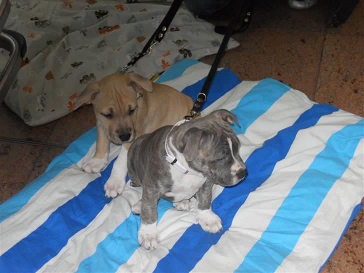 Amerikansk staffordshire terrier India - Godt jeg har min søster ved min side :) billede 3