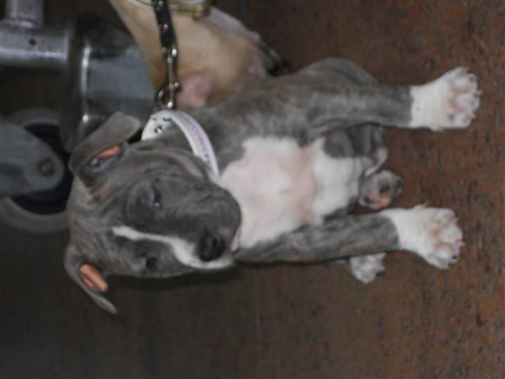 Amerikansk staffordshire terrier India - Mon snart vi skal flyve ! billede 4