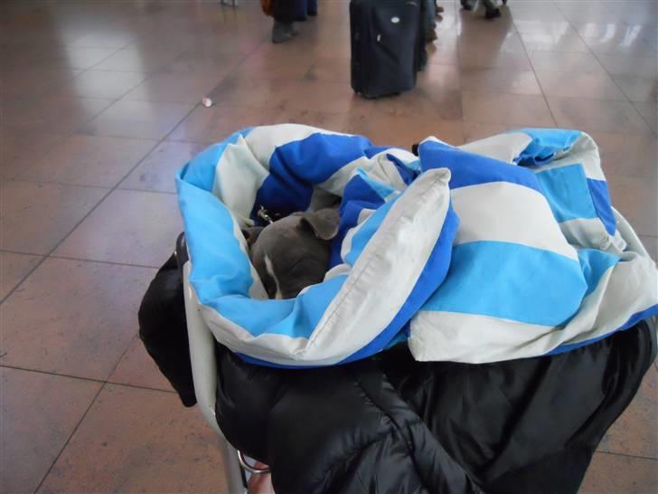 Amerikansk staffordshire terrier India - Tager lige en lur så jeg er klar og frisk til vi kommer på vingerne:) billede 5