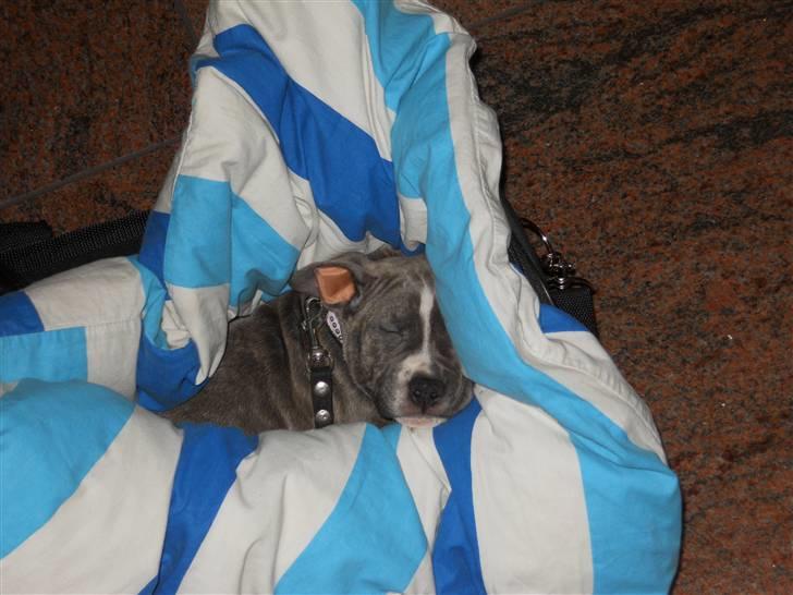 Amerikansk staffordshire terrier India - Ligger lunt og godt her. billede 6