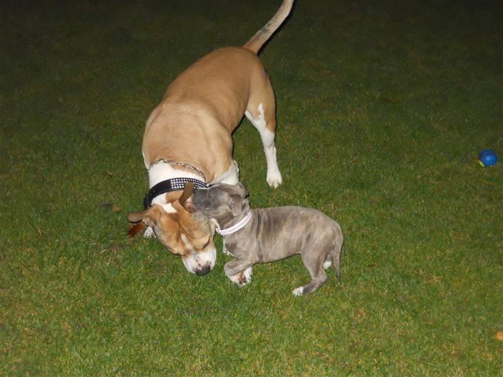 Amerikansk staffordshire terrier India - Hjemme i danmark. Her møder jeg min nye "storebror"  Pablo. billede 7