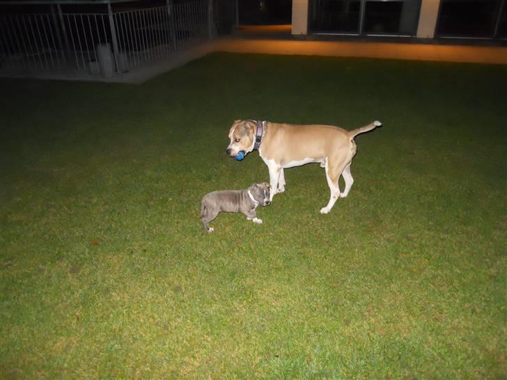 Amerikansk staffordshire terrier India - Skønt han ville lege med mig:).Hyggelig fyr. billede 8