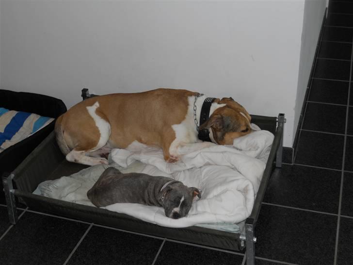 Amerikansk staffordshire terrier India - Gab, har fået mange nye indtryk idag. Tror ham den store kan li mig :) billede 9