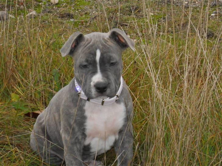 Amerikansk staffordshire terrier India - Lækker tøs ! billede 10