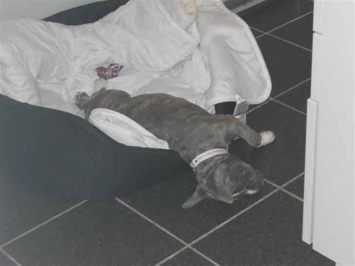 Amerikansk staffordshire terrier India - Godnat ! billede 11