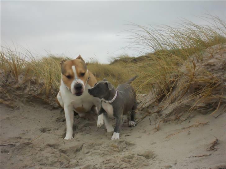 Amerikansk staffordshire terrier India - En tur på stranden med "storebror" total sjovt :) billede 12