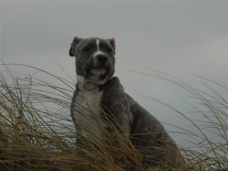 Amerikansk staffordshire terrier India - Dejlige mig ;) billede 13