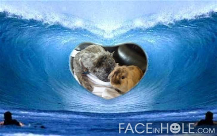 Cairn terrier Whiskey - Han elskede bare den kanin <3 han var altid vild for at snakke med den, og piv når den skulle tilbage i buret. men nu er lille Kajser desvære død :( hvil i fred <3 knus christina, whiskey & max billede 19