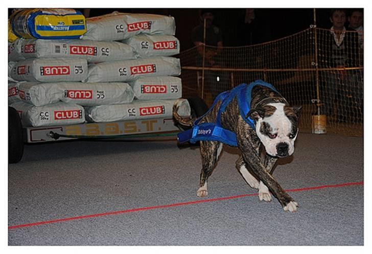 Amerikansk bulldog Bullslayer's Peaches billede 9