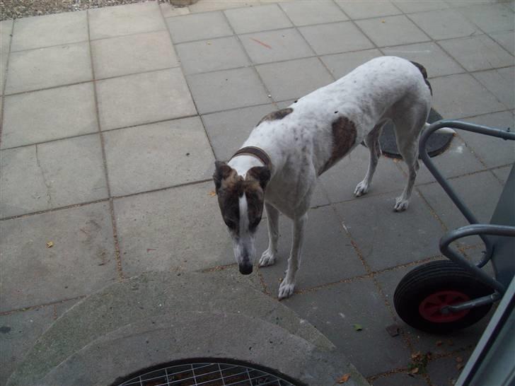 Greyhound Trunte  ^^ DØD ^^ billede 1