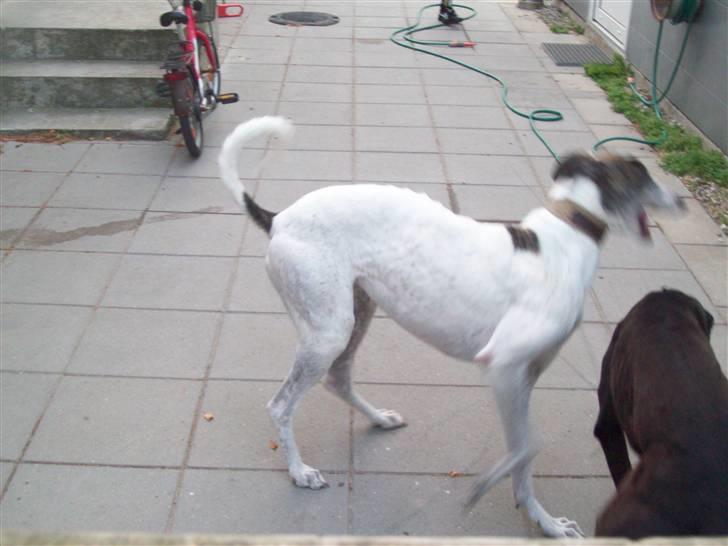 Greyhound Trunte  ^^ DØD ^^ billede 2