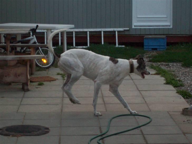 Greyhound Trunte  ^^ DØD ^^ billede 3