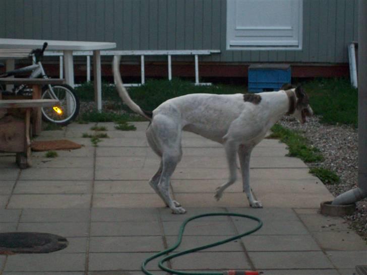 Greyhound Trunte  ^^ DØD ^^ billede 4