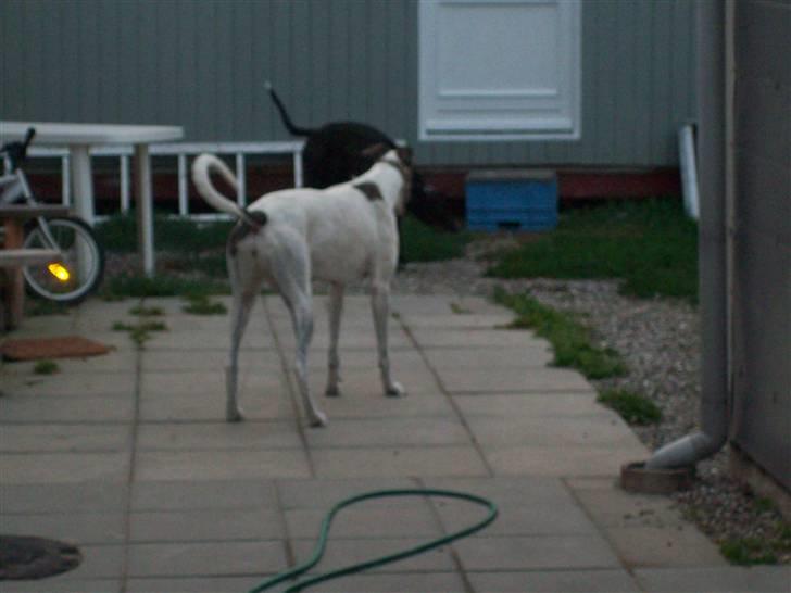 Greyhound Trunte  ^^ DØD ^^ billede 5