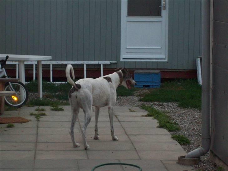 Greyhound Trunte  ^^ DØD ^^ billede 6