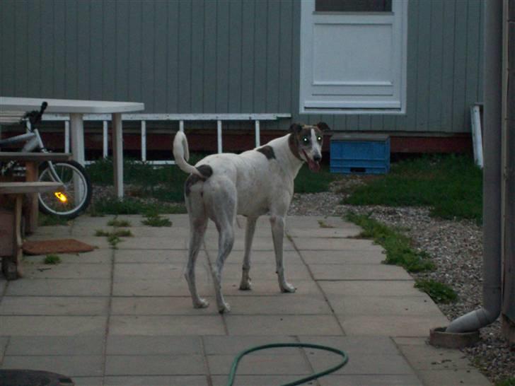Greyhound Trunte  ^^ DØD ^^ billede 7