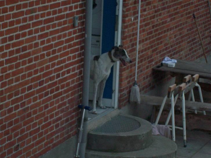 Greyhound Trunte  ^^ DØD ^^ billede 8
