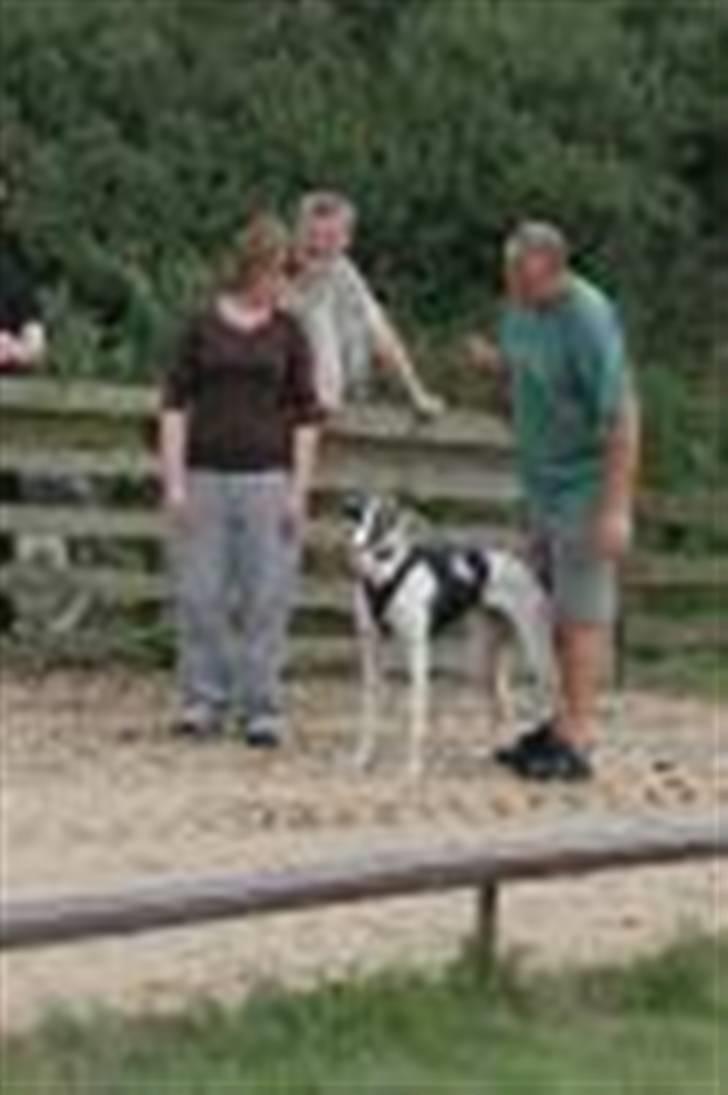 Greyhound Trunte  ^^ DØD ^^ billede 9