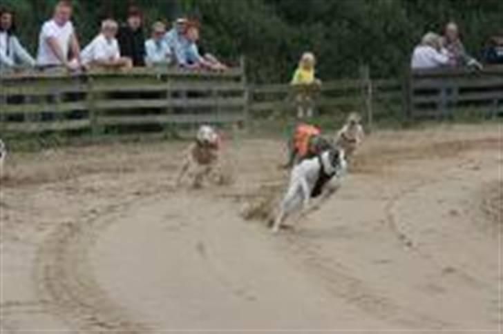 Greyhound Trunte  ^^ DØD ^^ billede 10
