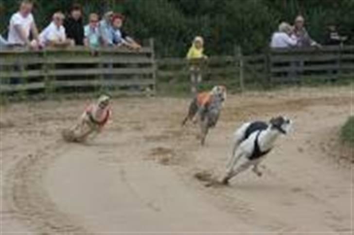 Greyhound Trunte  ^^ DØD ^^ billede 11