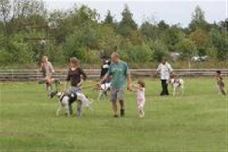 Greyhound Trunte  ^^ DØD ^^ billede 12