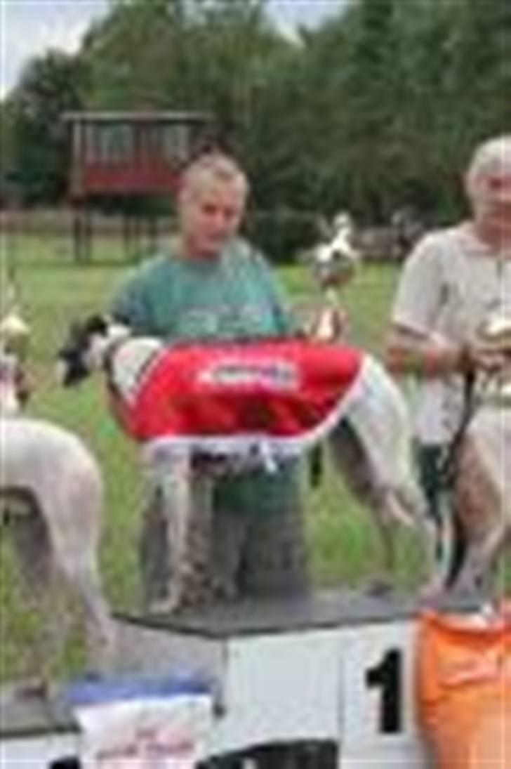 Greyhound Trunte  ^^ DØD ^^ billede 13