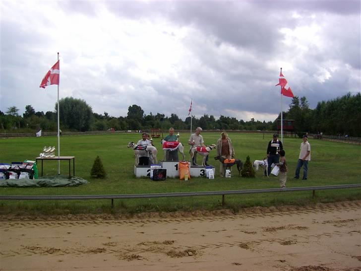 Greyhound Trunte  ^^ DØD ^^ billede 15