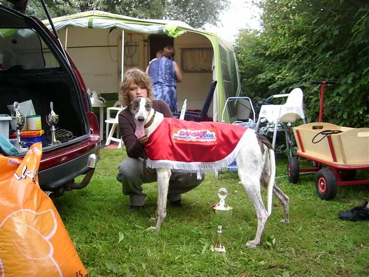 Greyhound Trunte  ^^ DØD ^^ billede 16