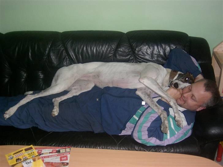 Greyhound Trunte  ^^ DØD ^^ billede 18